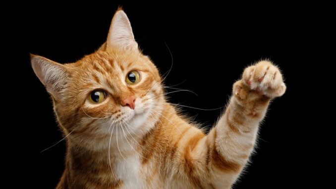 PAWSWAP price plunge as trillions of PAW are staked PAWSWAP price plunge as trillions of PAW are staked